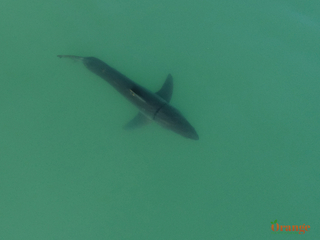 Great white shark in Dana Point 2018 Great White Shark
