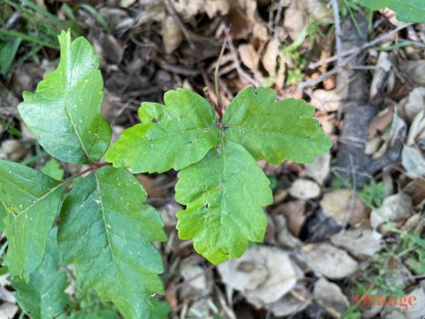 Poison Oak