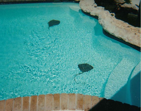 Pool art rays