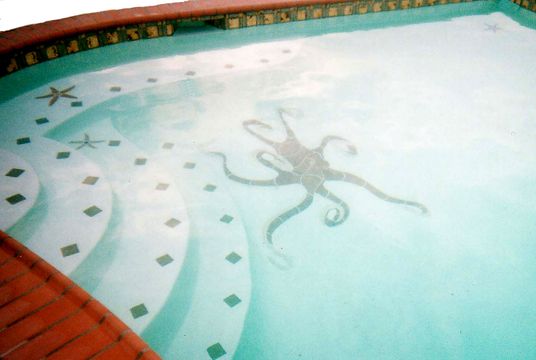 5' octopus  and starfish