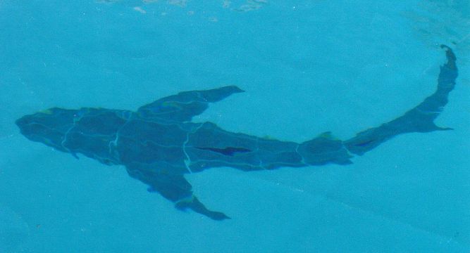 8' bull shark in pool