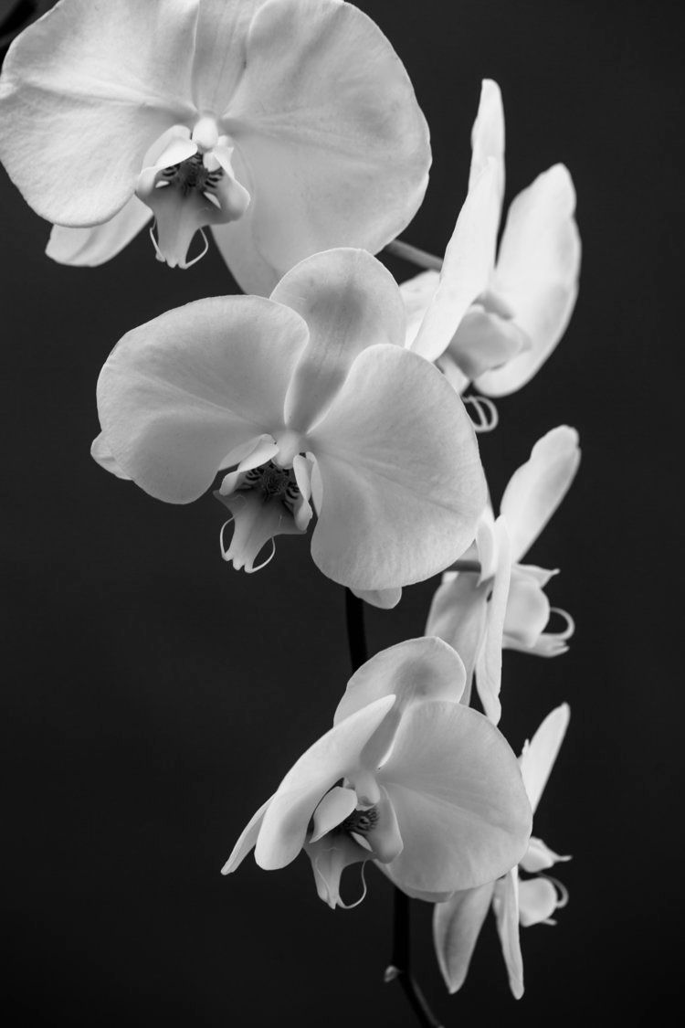 orchidbw_2.jpg