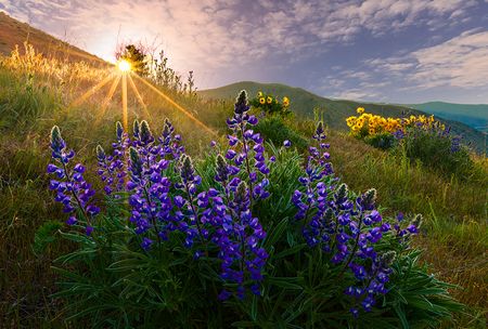 Lupine-first-light.jpg