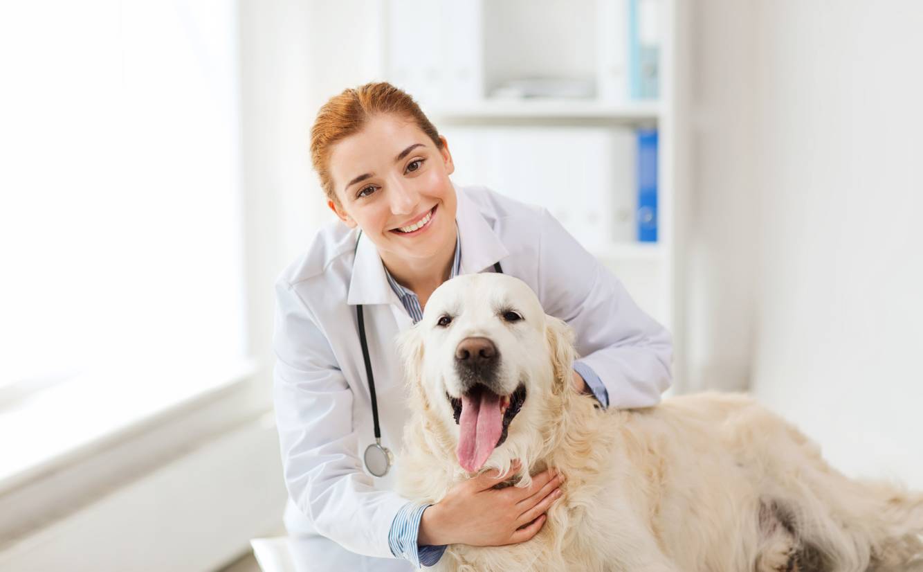 Pet Care