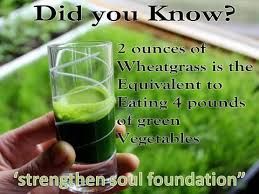 Facts about Wheatgrass