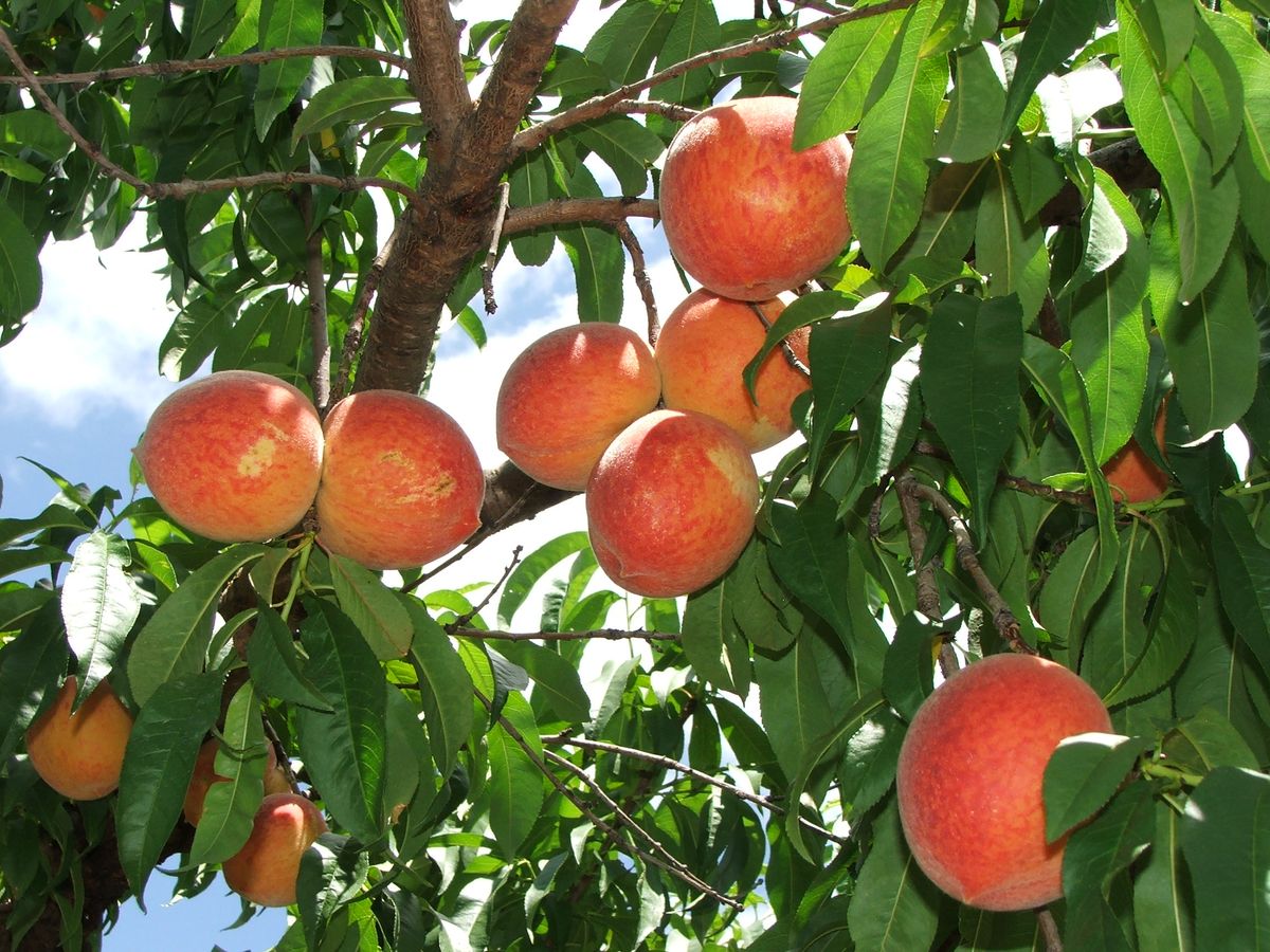 2010 Peach Harvest 014.jpg