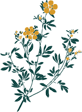 Yellow and green floral.png