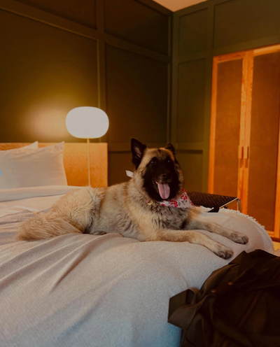 Albert Hotel Pet Friendly.png