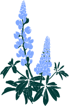 TH bluebonnet.png