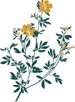 Yellow and green floral.png