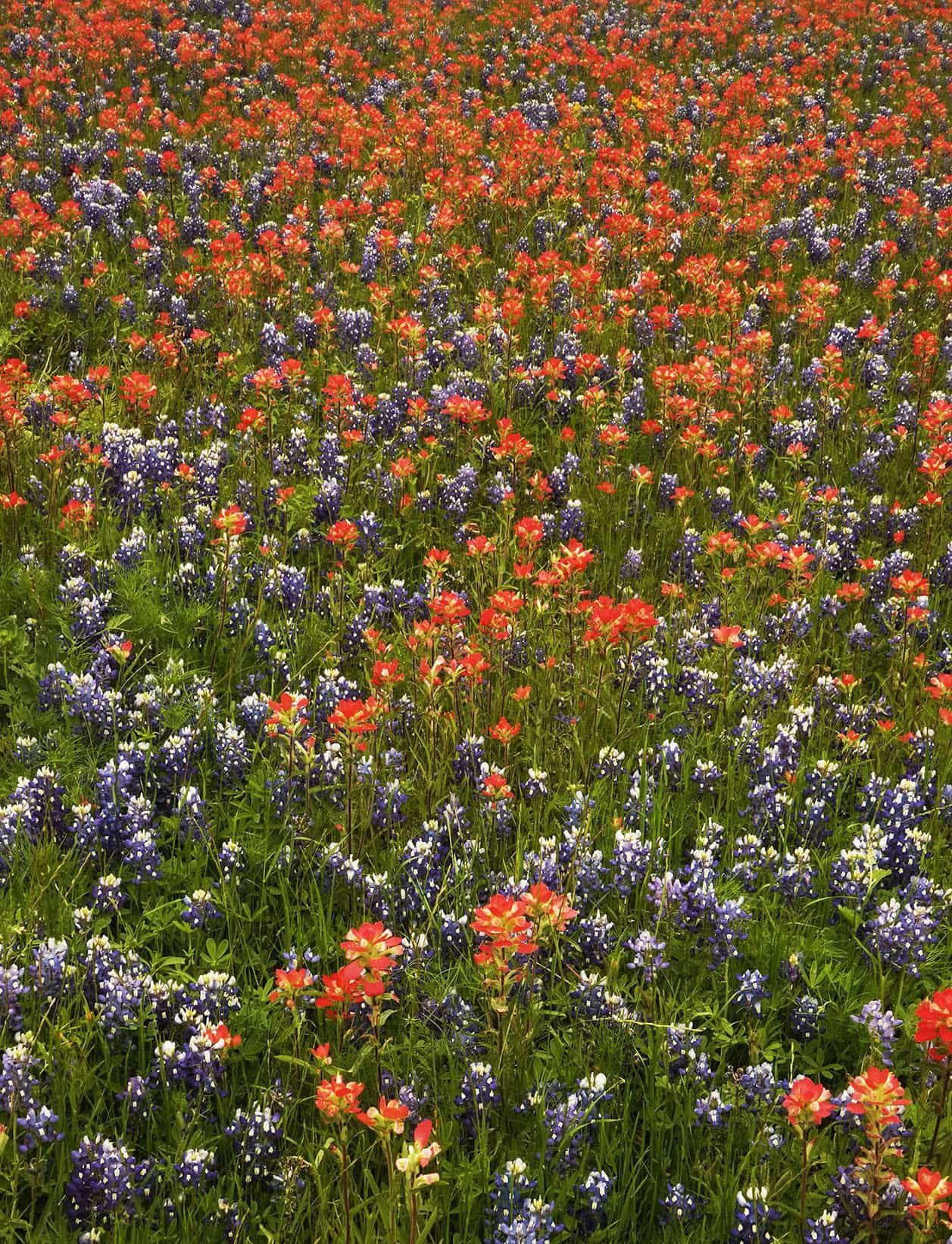 Hill Country Wildflowers