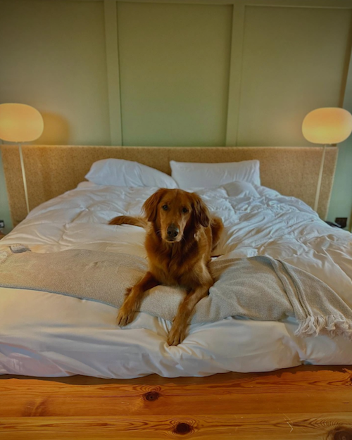 AH- 1 year of AH.png