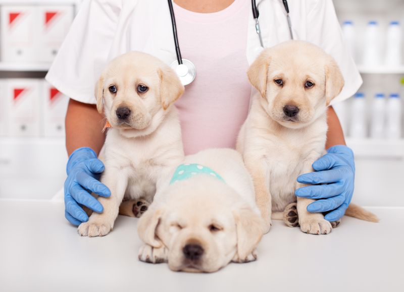 Compounding For Pets Your Local Greenbrier Pharmacy