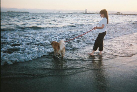 rosie-s-dog-beach (1).jpg