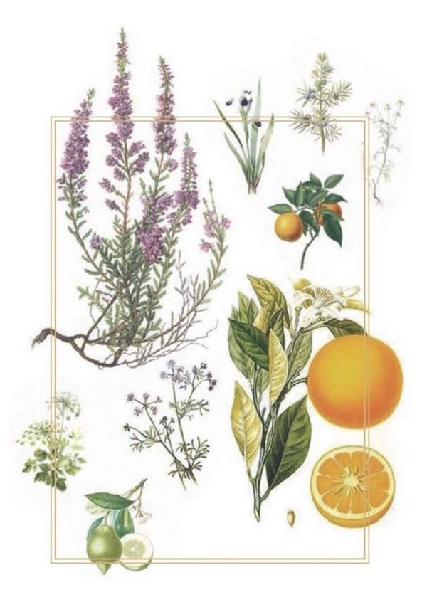 Botanicals.png