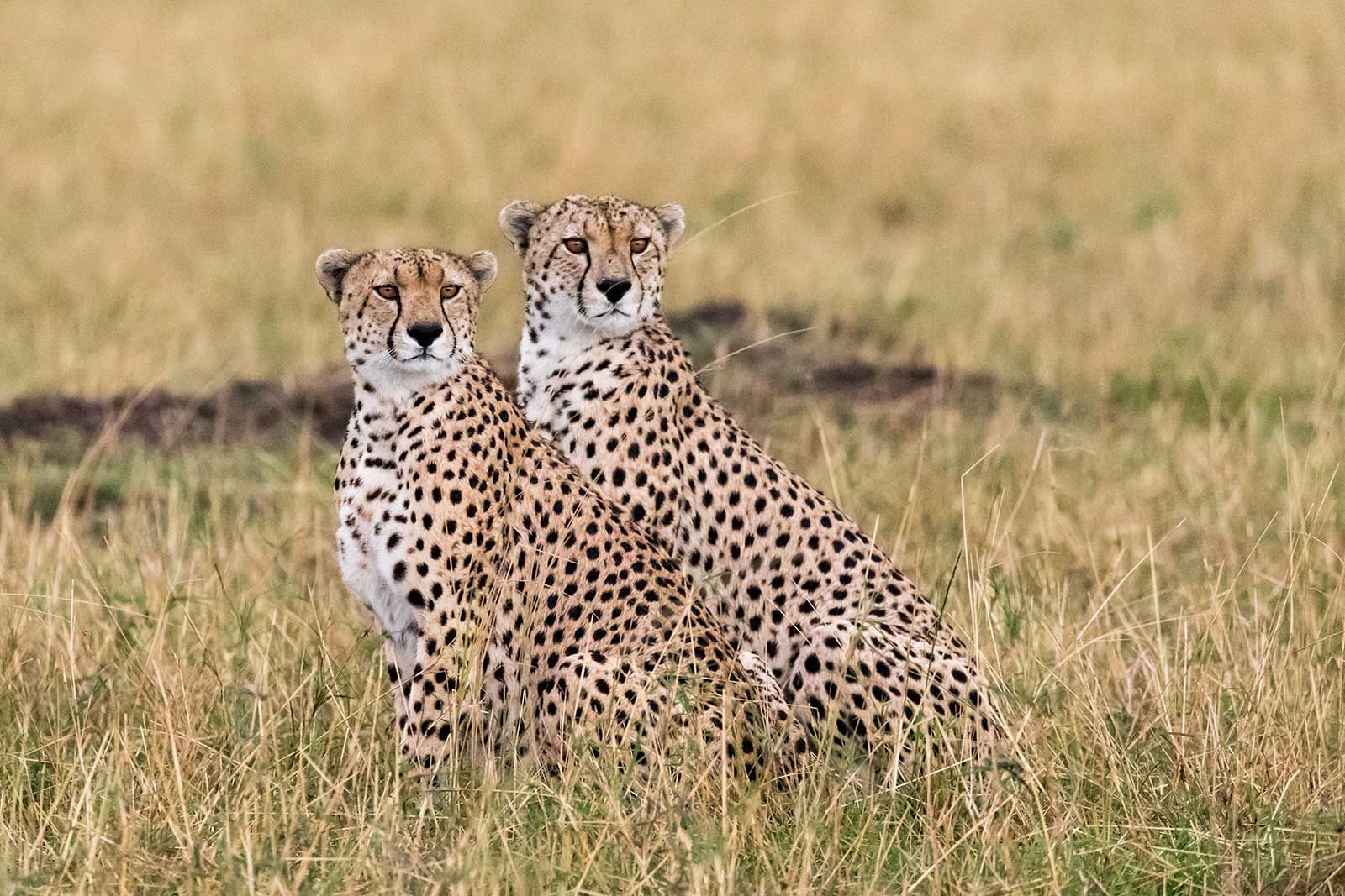 Family Safari to Southern Africa