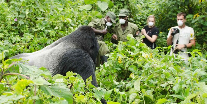 Congo Gorilla Trekking (12 Days)