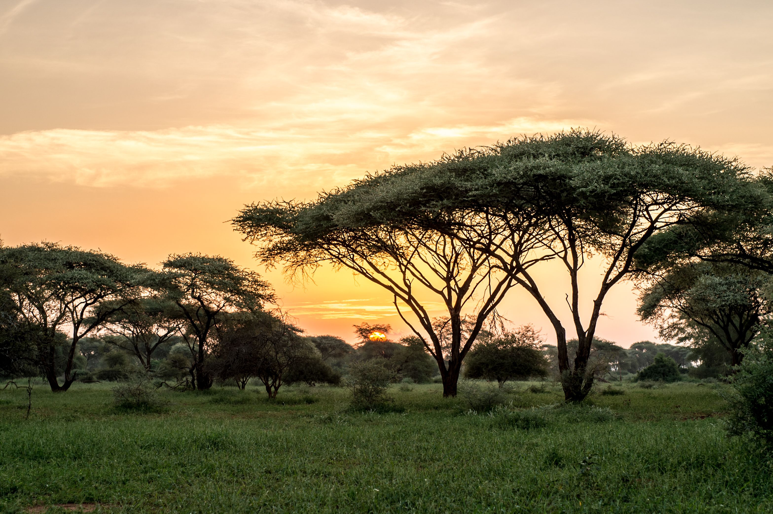 Singita Malilangwe_Landscape.jpg