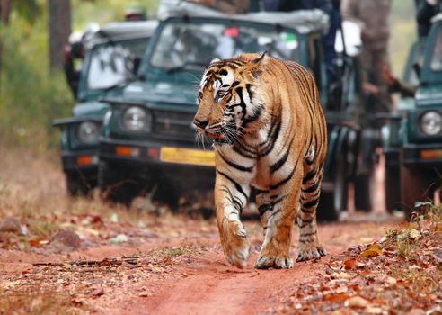 India Leopard & Tiger Safari (14 Days)