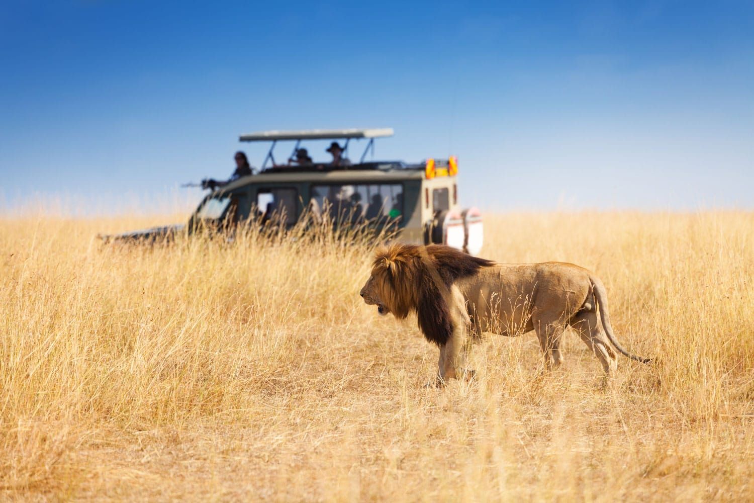 lion-safari-jeep-africa-shutterstock_520053802.jpg