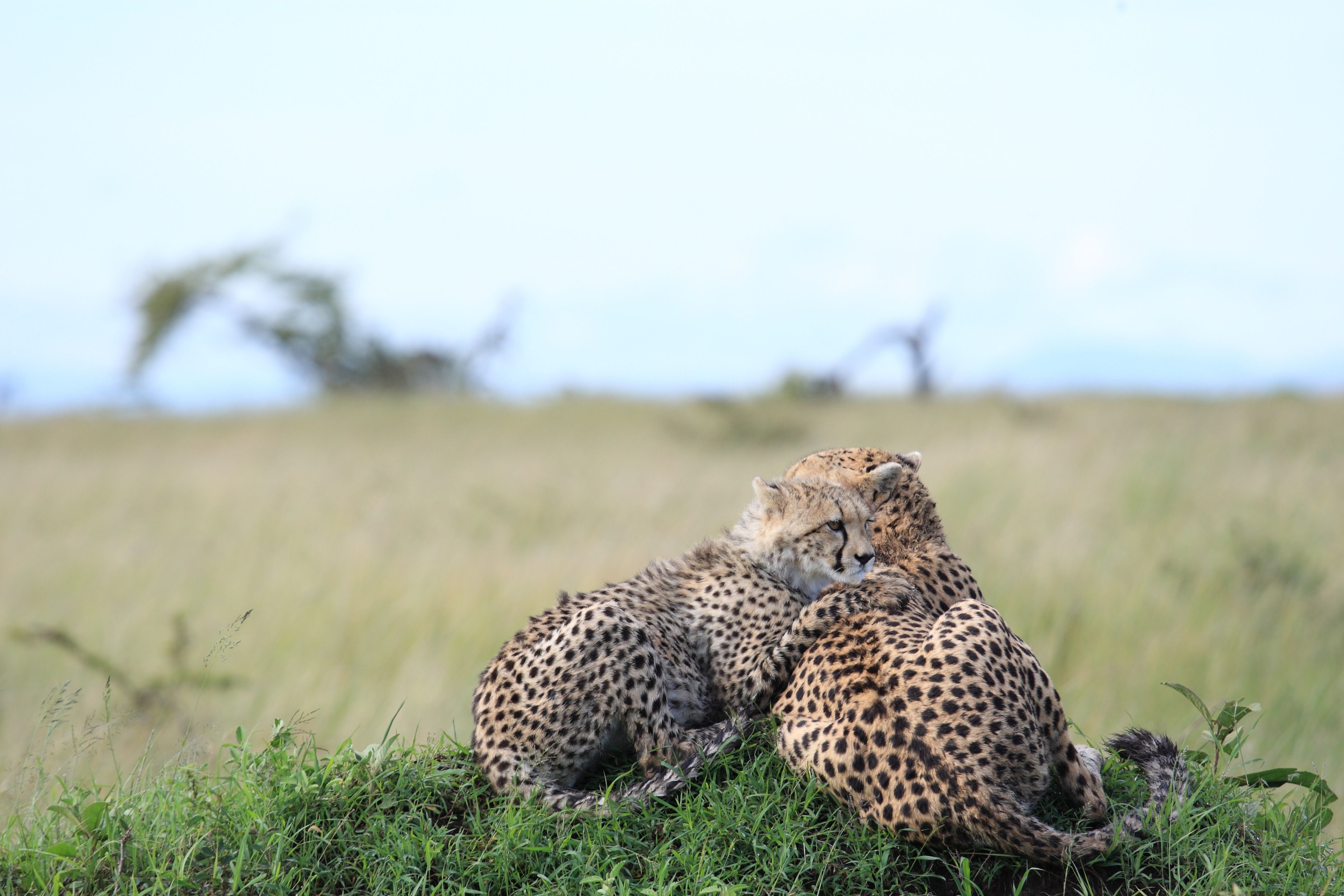 Southern Africa Family Safari