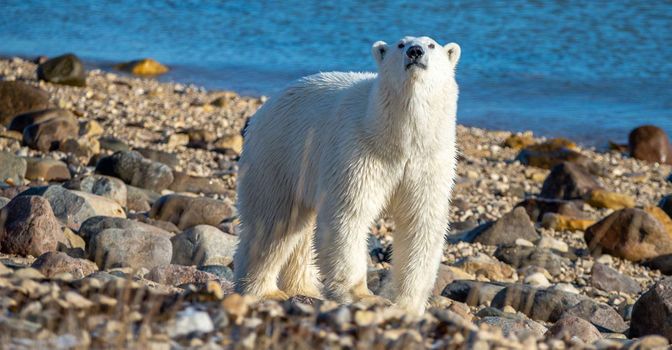 Canadian Polar Bear Adventure (7 Days)