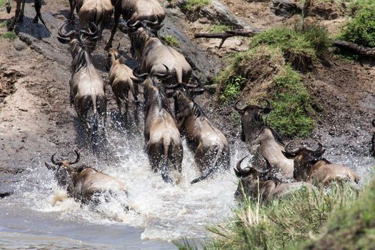 East Africa Migration