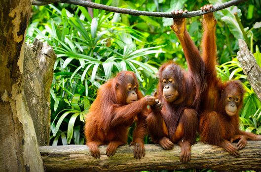 Orangutans of Borneo (11 Days)