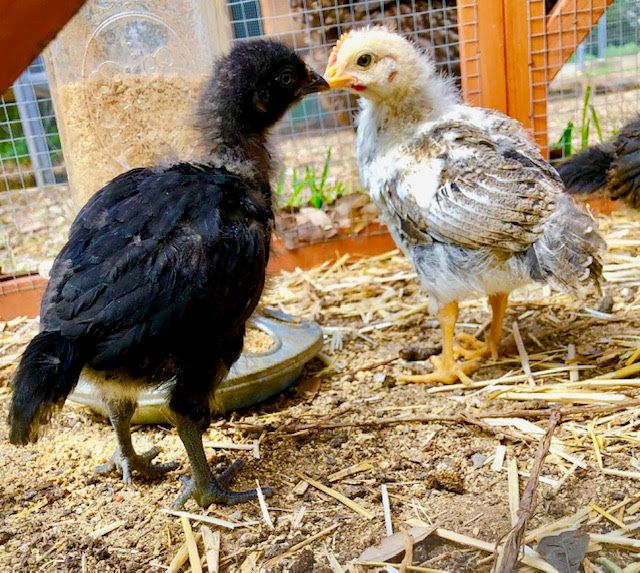 teenage chickens