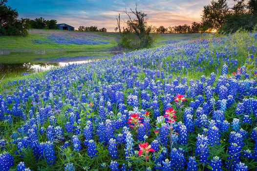 Sea of Blue Bonnets glamping near gruene