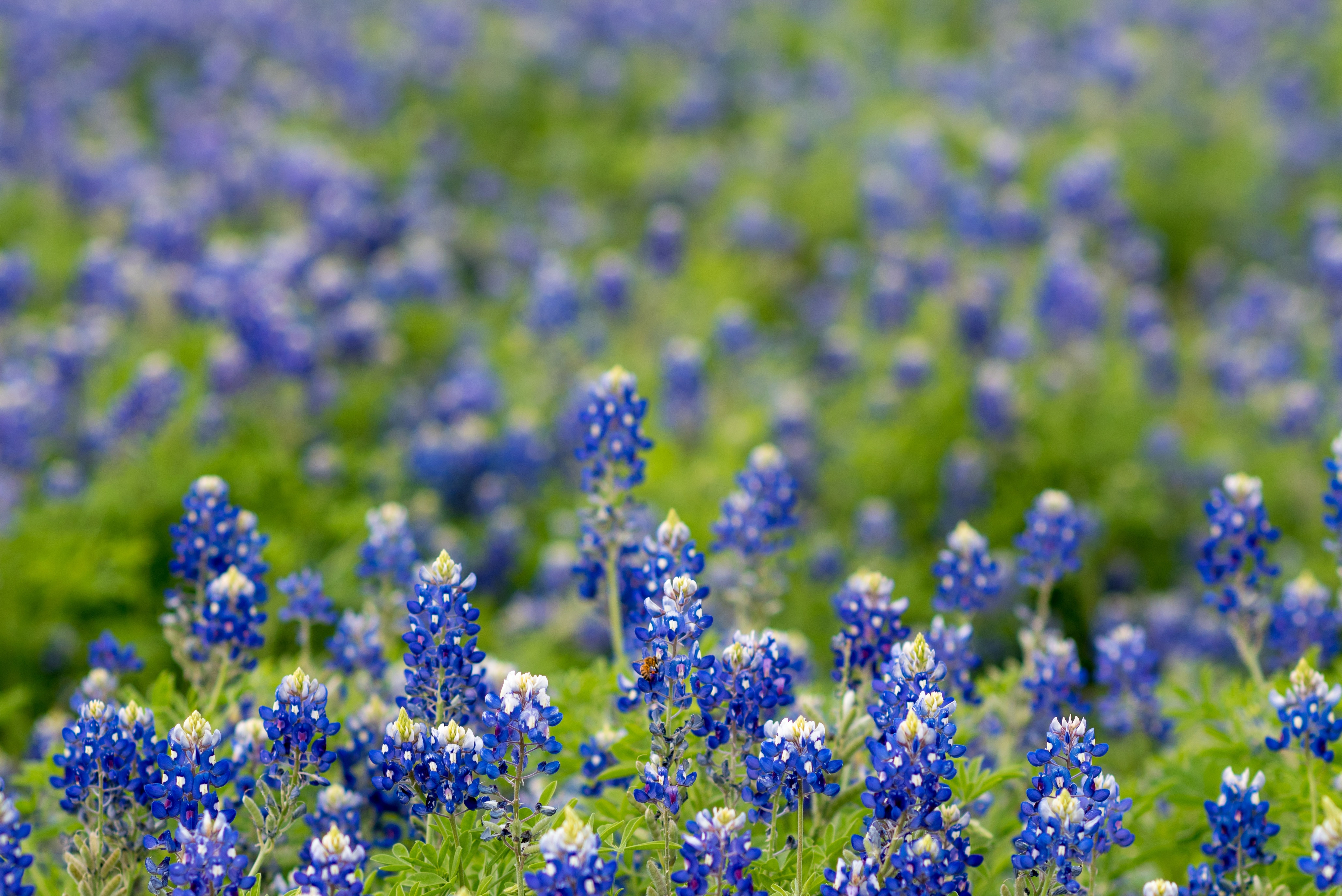 Blue Bonnet Campground in Texas Hill Country