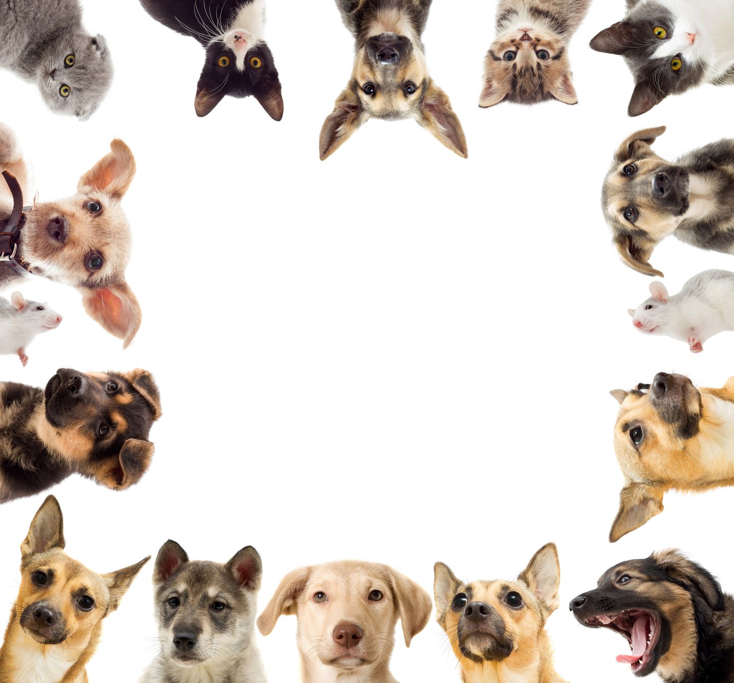 White square with empty space in the middle, surrounded by various dog breeds around the perimeter Collage of Dogs