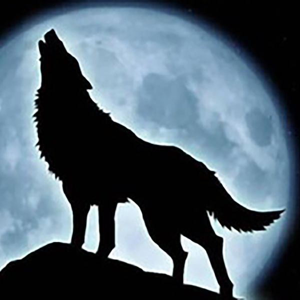 wooolf.jpg