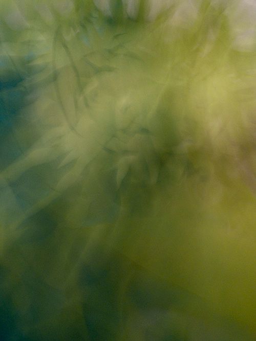 Ganja Dreams, 2012, Abstract Color Photography, Shirine Gill