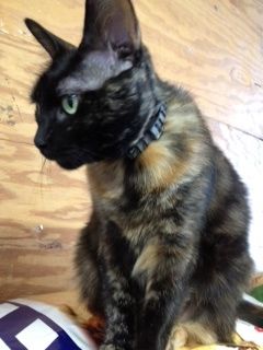 rudy's pet shop & feed store