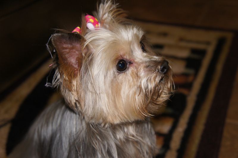 rudy's pet shop & feed store