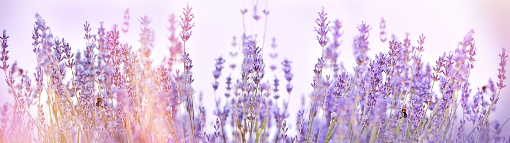 Lavender Field (1).jpg