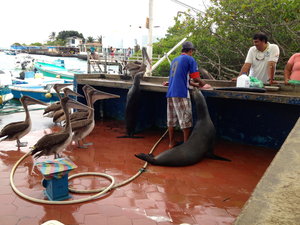seals & pelicans begging.jpg