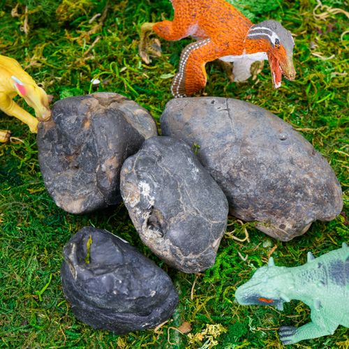 Coprolite Collection-04.jpeg