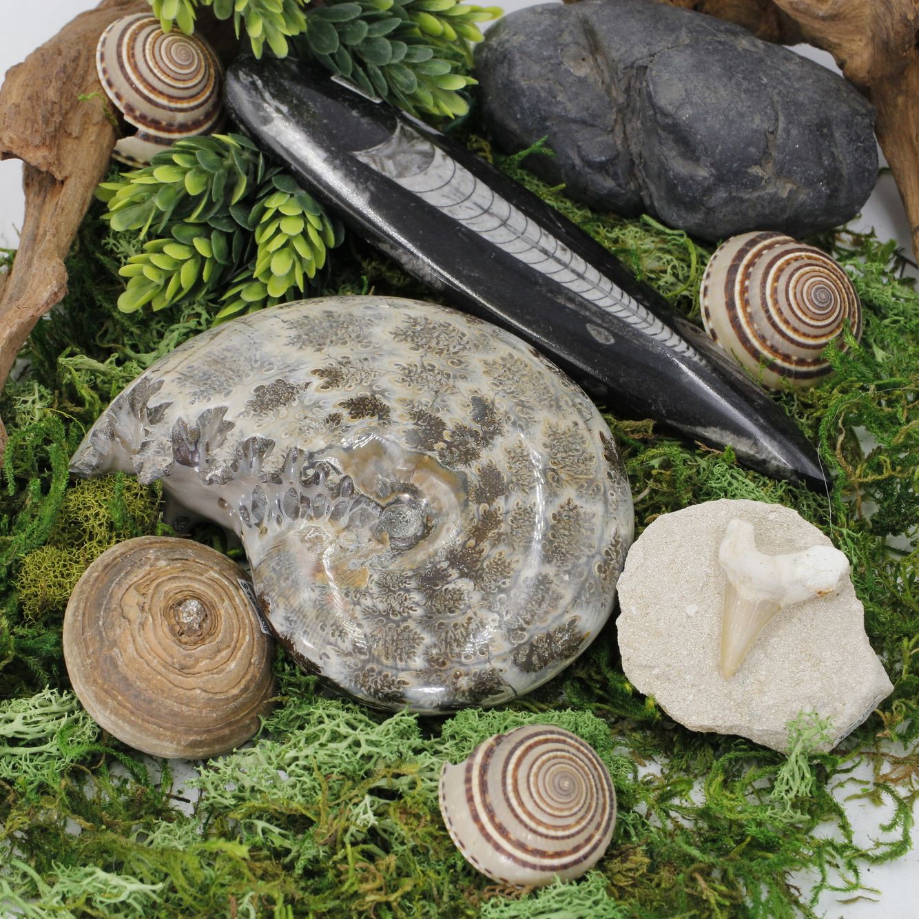 Copy of Fossil Collection 3.JPG