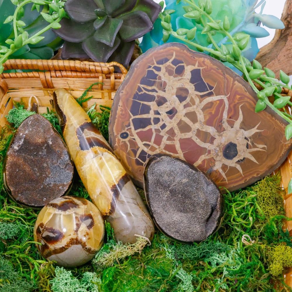 Septarian Collection -1.jpg