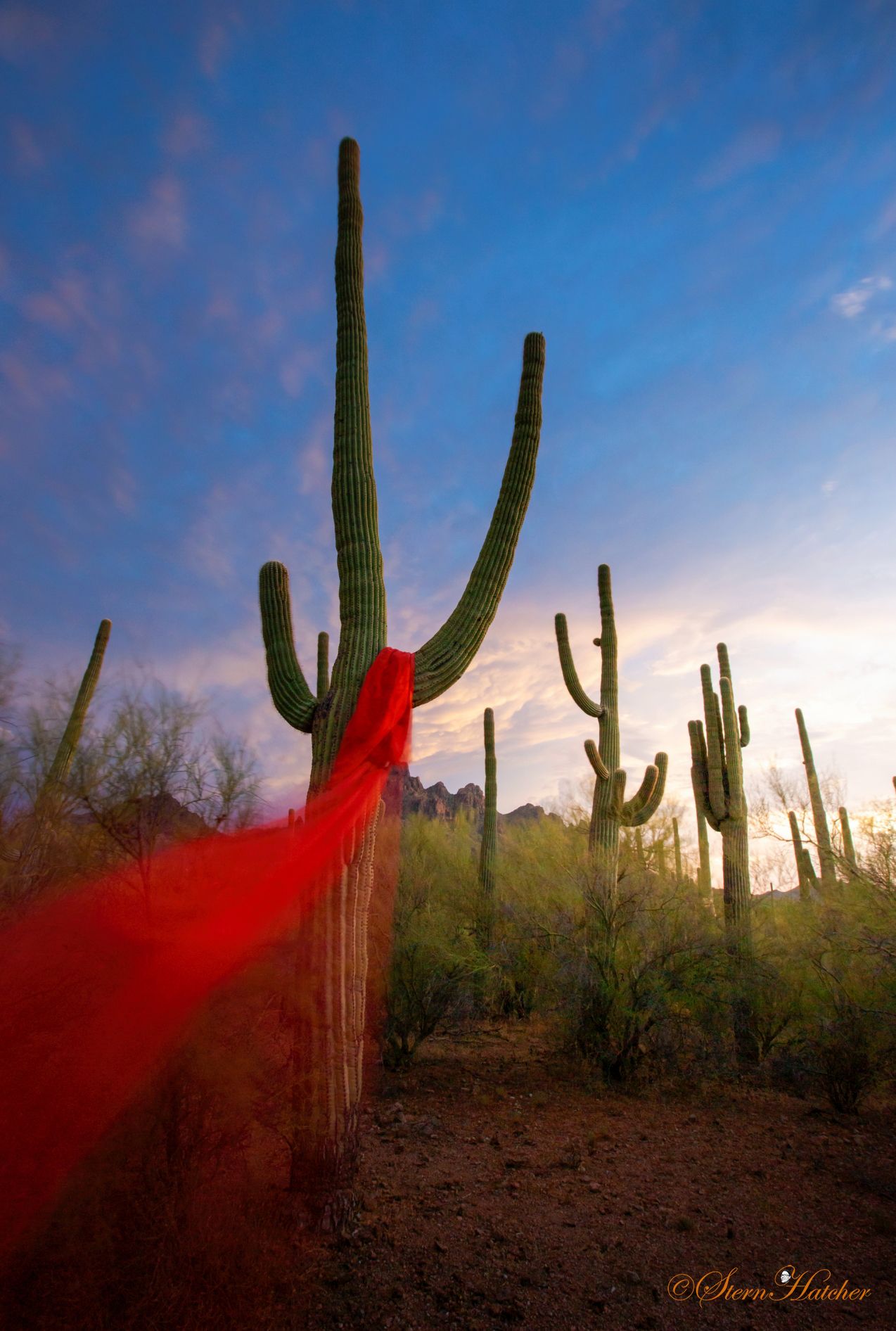 ReposeofSpiritBySternHatcher2020SaguaroNatlPark.jpg