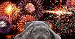 Fireworks dogs.jpg