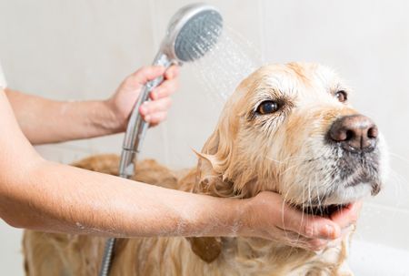 dog-bath-mistakes-spray.jpg
