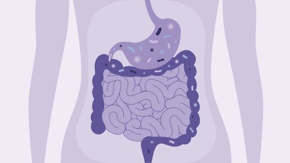 Gut Health.jpeg