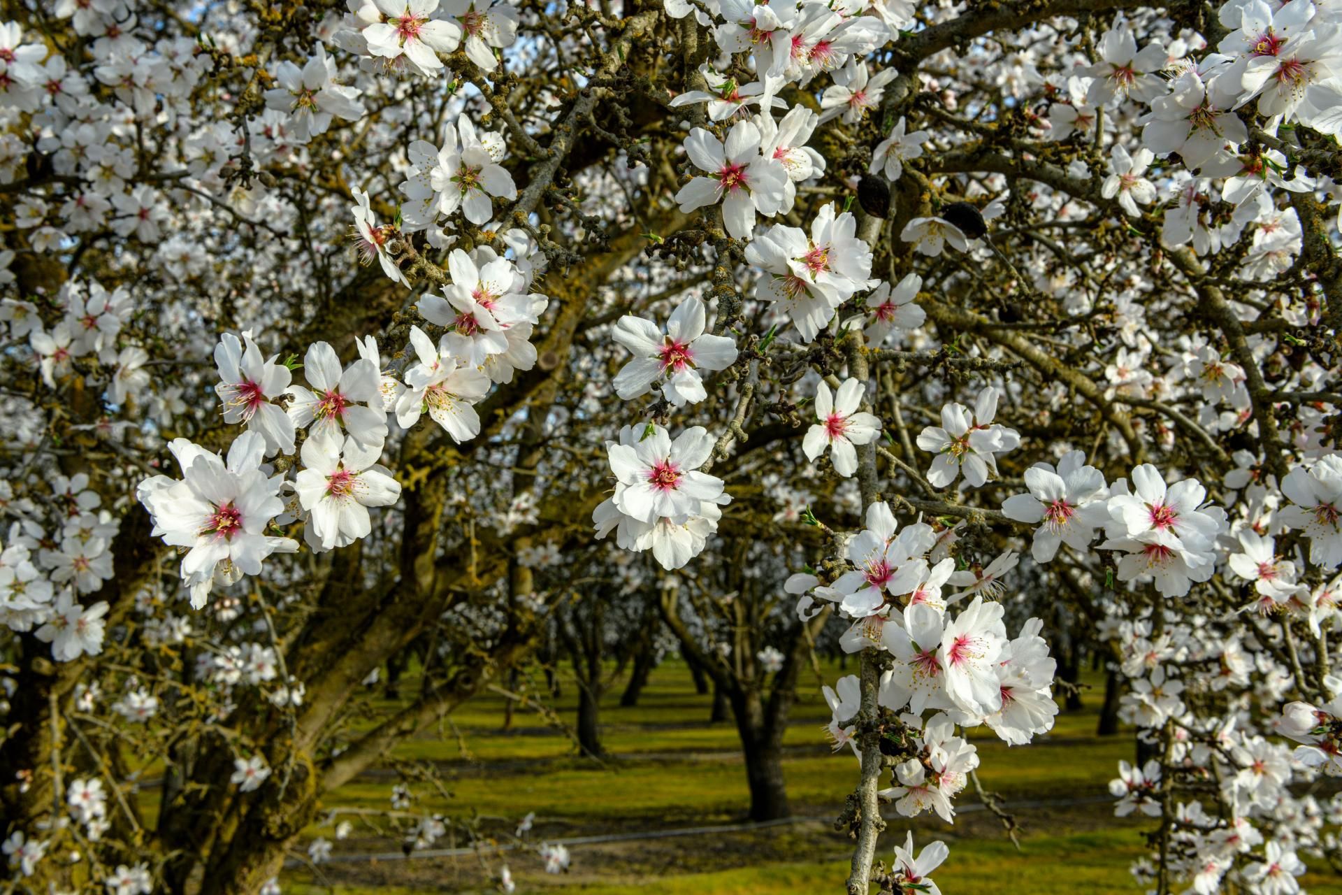 FATJD_P0123_Almond_Blossoms New.jpg