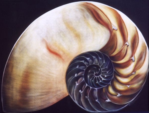 a small chambered nautilous.jpg