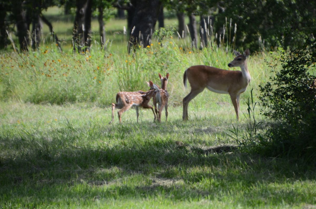 twins and doe.JPG