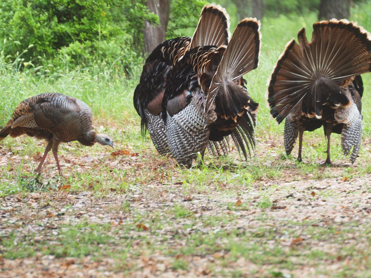 turkeys on the corn.JPG