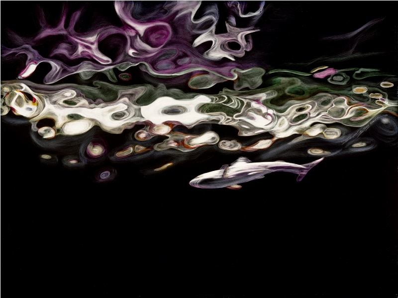 chicago shark tank reflection small.jpg